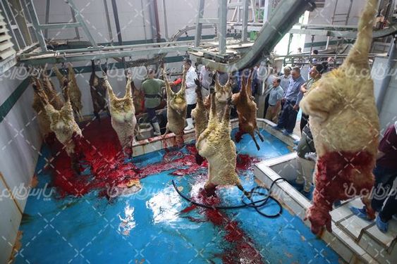 کشتارگاه صنعتی