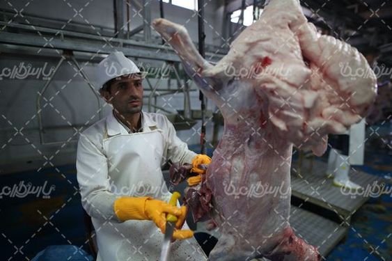 تصویر با کیفیت کشتارگاه صنعتی