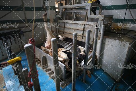 تصویر با کیفیت کشتارگاه صنعتی