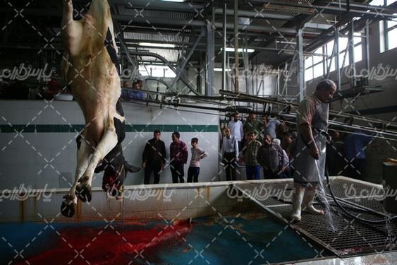 تصویر با کیفیت کشتارگاه صنعتی