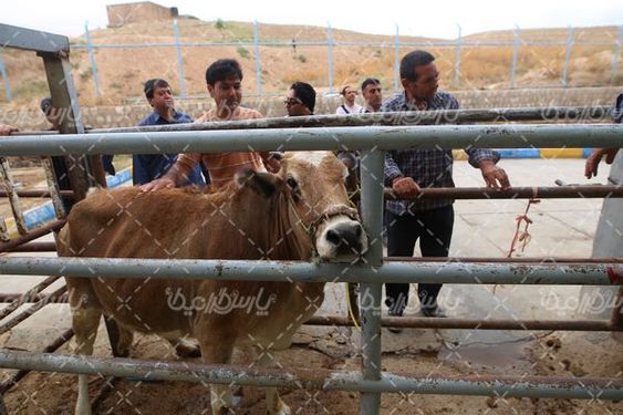 تصویر با کیفیت کشتارگاه صنعتی