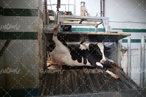 تصویر با کیفیت کشتارگاه صنعتی