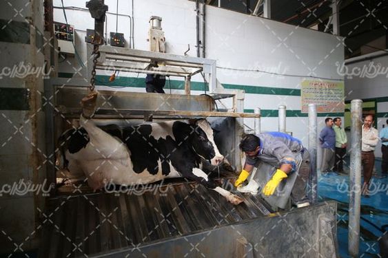 تصویر با کیفیت کشتارگاه صنعتی