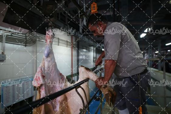 کشتارگاه دام