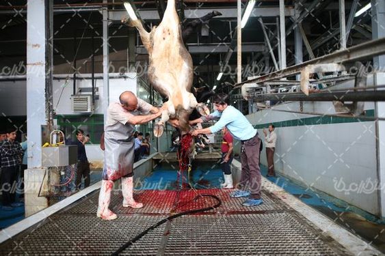 کشتارگاه دام