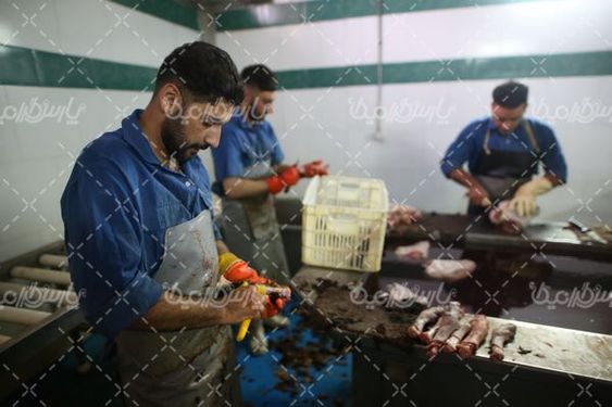 کشتارگاه دام