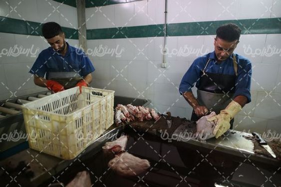 کشتارگاه دام