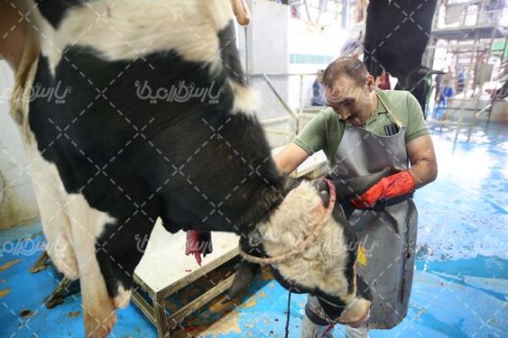 کشتارگاه دام