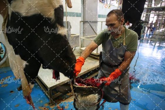 کشتارگاه دام