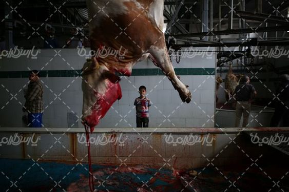 کشتارگاه دام