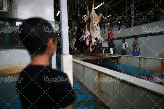 تصویر با کیفیت کشتارگاه دام
