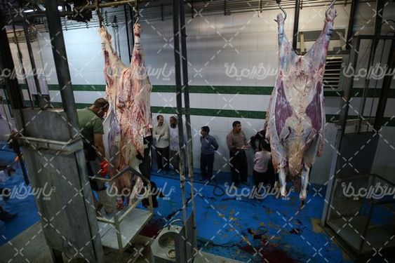 تصویر با کیفیت کشتارگاه دام