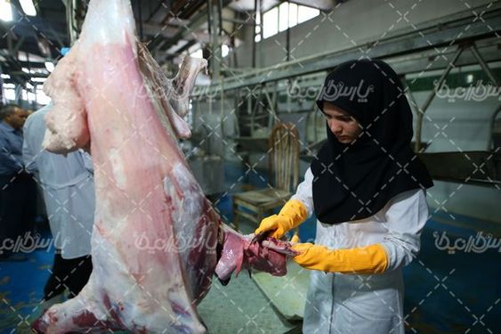 تصویر با کیفیت کشتارگاه دام