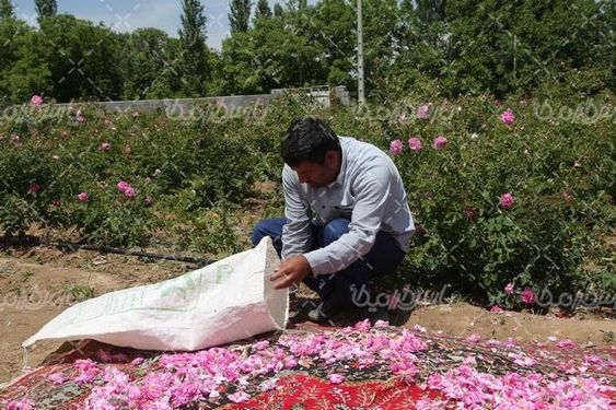 برداشت گل محمدی