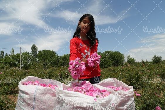 برداشت گل محمدی