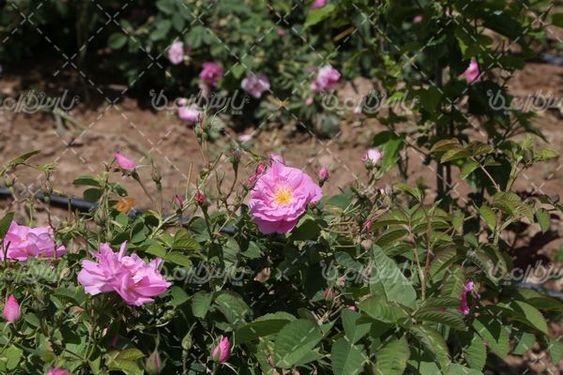 برداشت گل محمدی