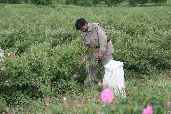 برداشت گل محمدی