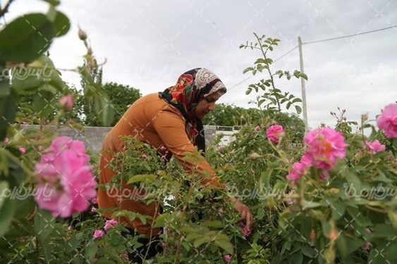 برداشت گل محمدی