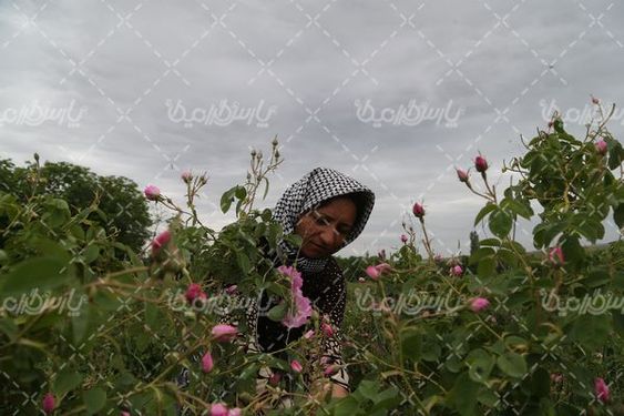 برداشت گل محمدی
