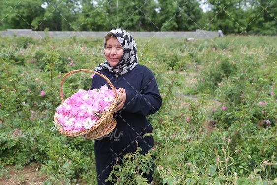 عکس برداشت گل محمدی