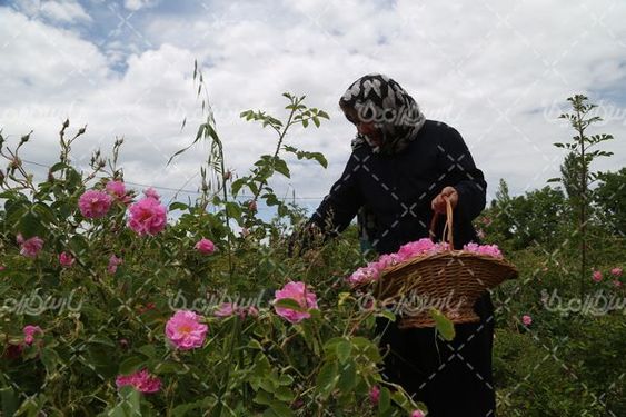 عکس برداشت گل محمدی