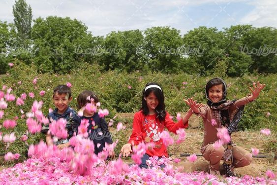 عکس برداشت گل محمدی