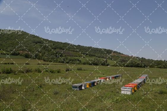 کندوی زنبور عسل