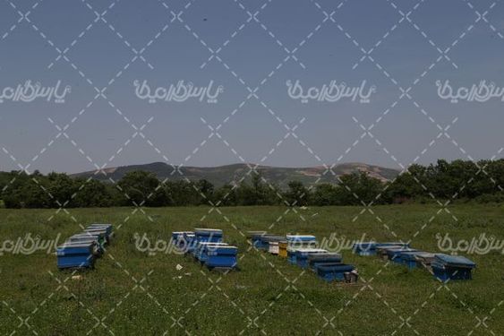 کندوی زنبور عسل