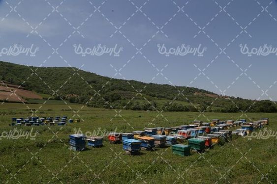 کندوی زنبور عسل