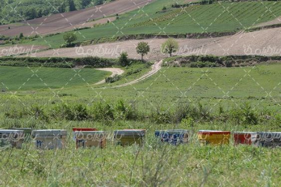 پرورش زنبور عسل