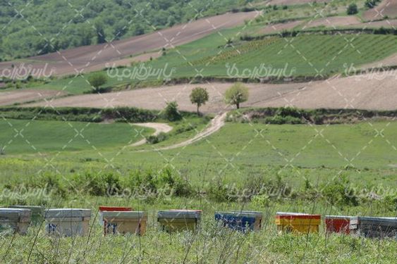 پرورش زنبور عسل