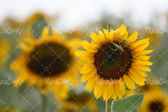 آفتابگردان