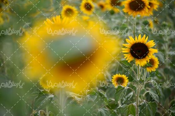 آفتابگردان