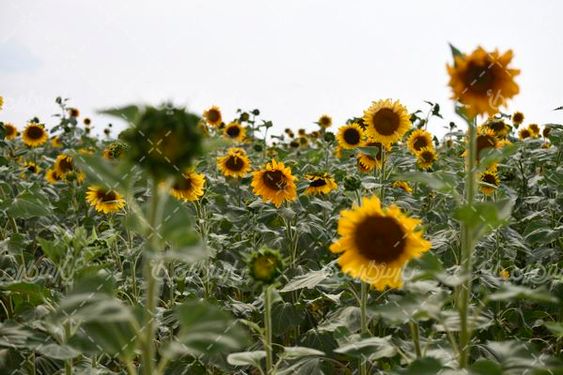 گلهای آفتابگردان