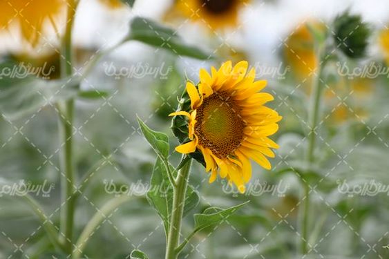 آفتابگردان