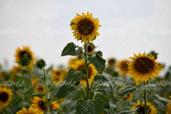 آفتابگردان