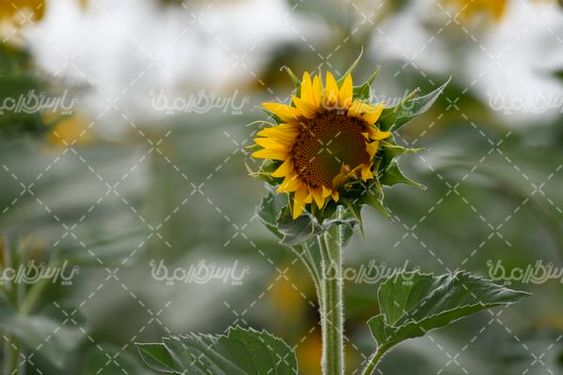 آفتابگردان