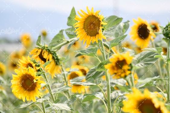 آفتابگردان