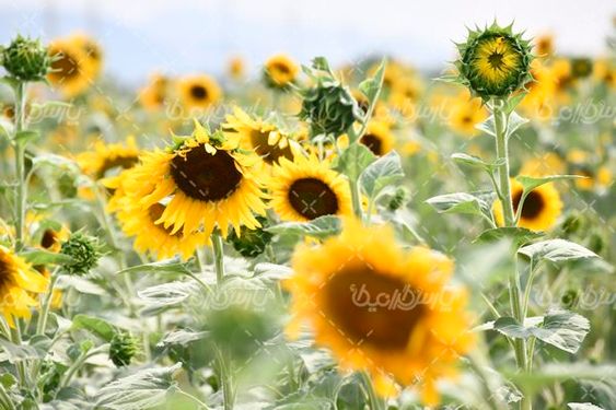 آفتابگردان