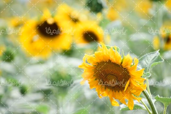 آفتابگردان