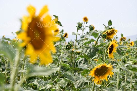 مزرعه آفتابگردان