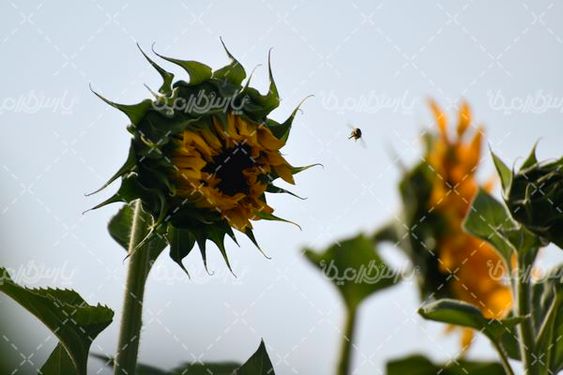 آفتابگردان