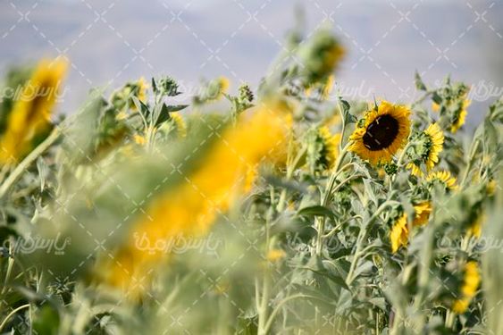 مزرعه آفتابگردان