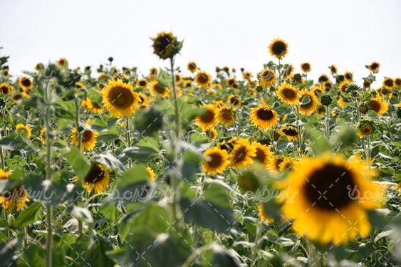 مزرعه آفتابگردان