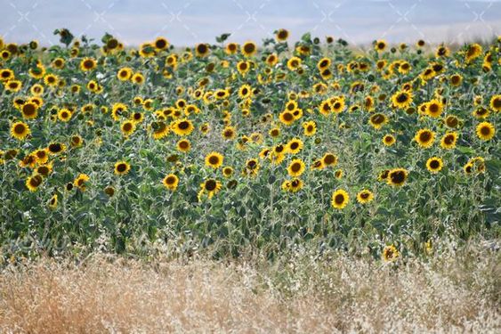 مزرعه آفتابگردان