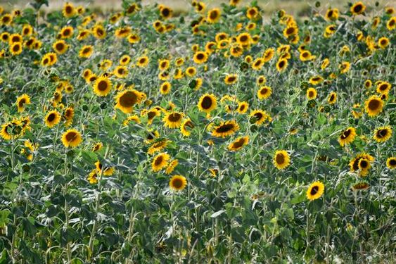 مزرعه آفتابگردان