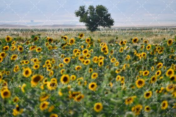 مزرعه آفتابگردان