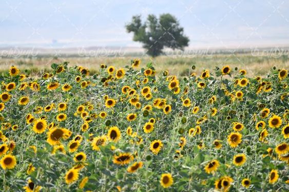 مزرعه آفتابگردان