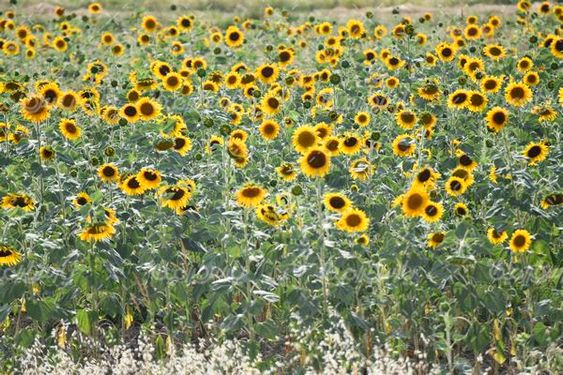 مزرعه آفتابگردان