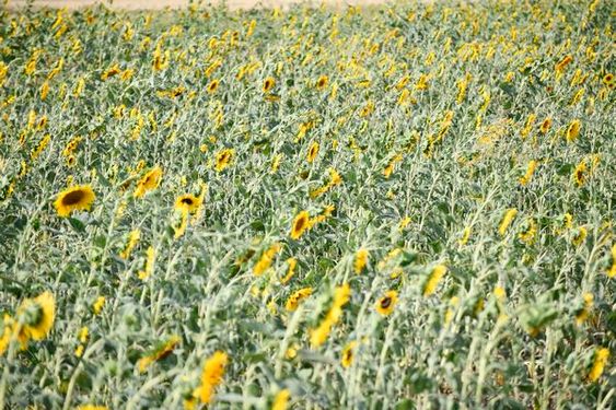 مزرعه آفتابگردان